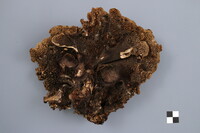 Sarcodon stereosarcinon image